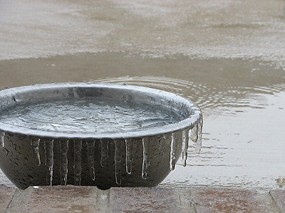 Food, water & pest protection for ferals and strays